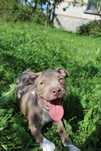 Amstaf Amstaff Amstaffy American Staffordshire Terrier