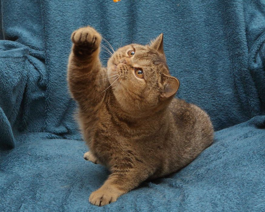 Брутальний, кремезний британець для поціновувачів породи