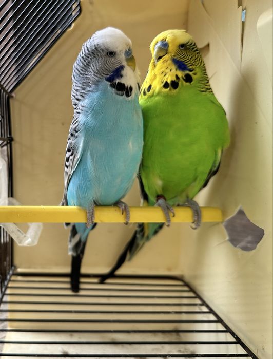 Periquitos e Rolas Diamantes