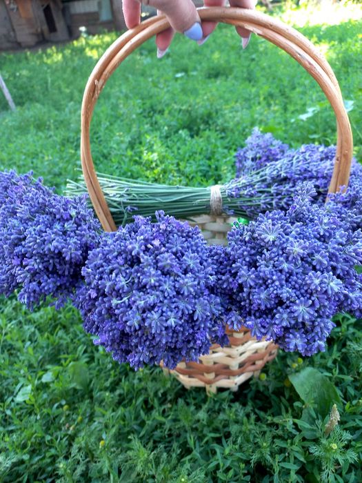 Лаванда букетики