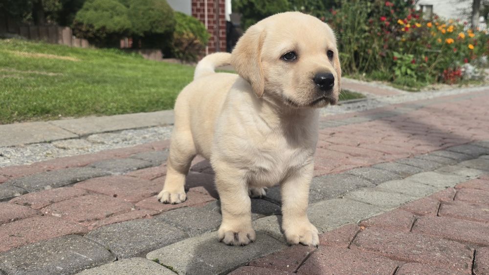 Labrador Retriever! Biszkoptowy pies! Grubej kości!