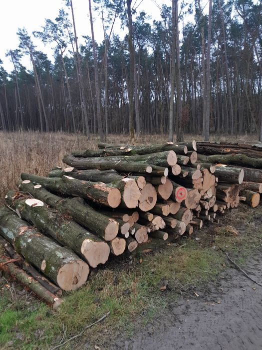 Drewno dąb sosna grab brzoza