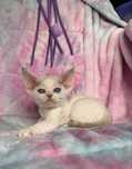 Devon rex koteczka o niebieskich oczkach
