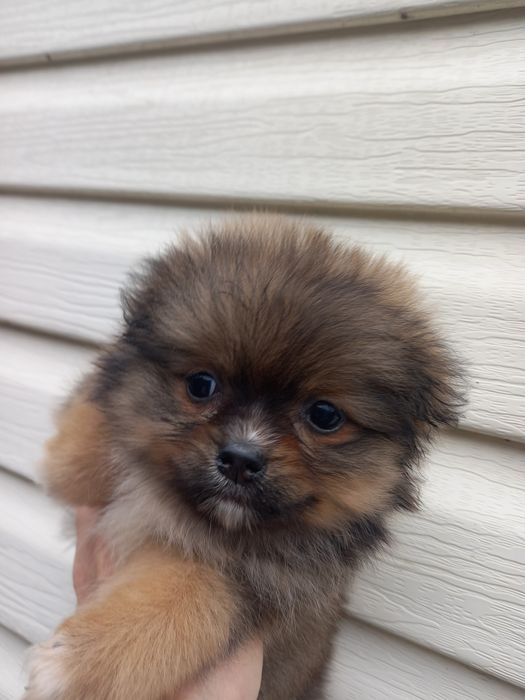 Девочка красавица померанский шпиц