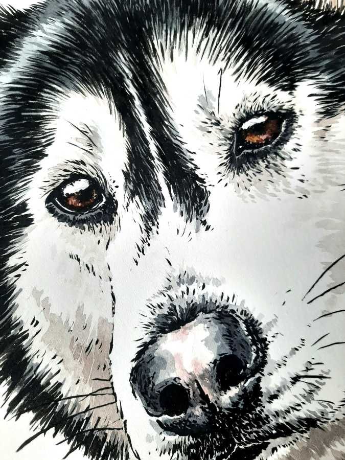 Siberian husky - portret psa, obraz psa rasy husky syberyjski