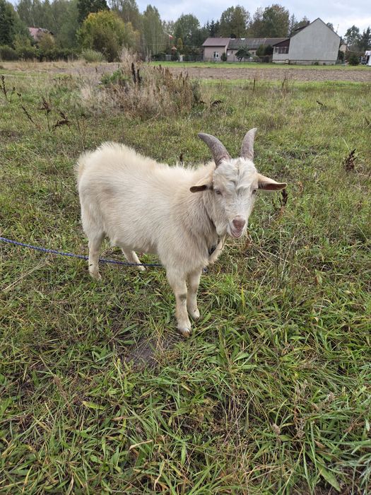 Sprzedam koziołki miniaturki