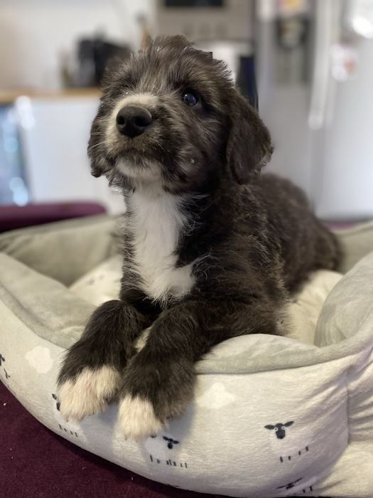 Adopcao cachorro - gratuita