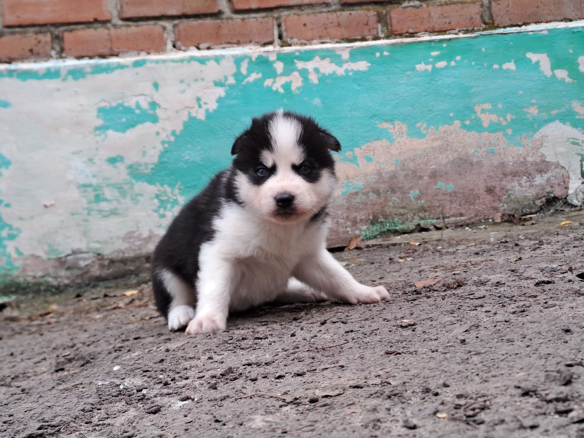 Продаються цуценята Сибірського хаскі