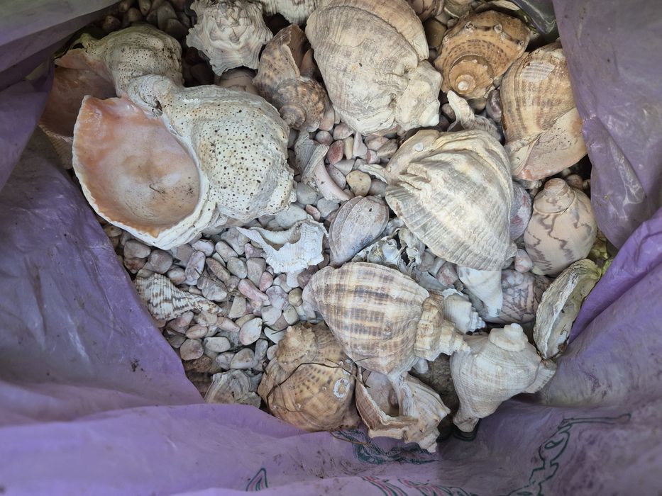 Каміння та ракушки