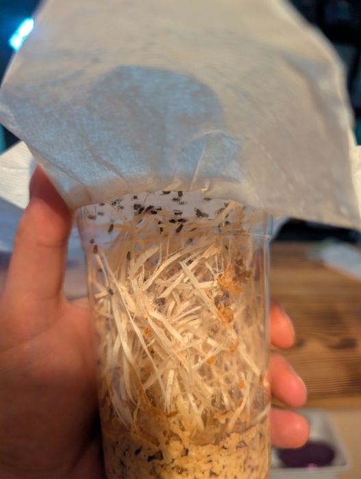 Muszki owocówki (Drosophila hydei)