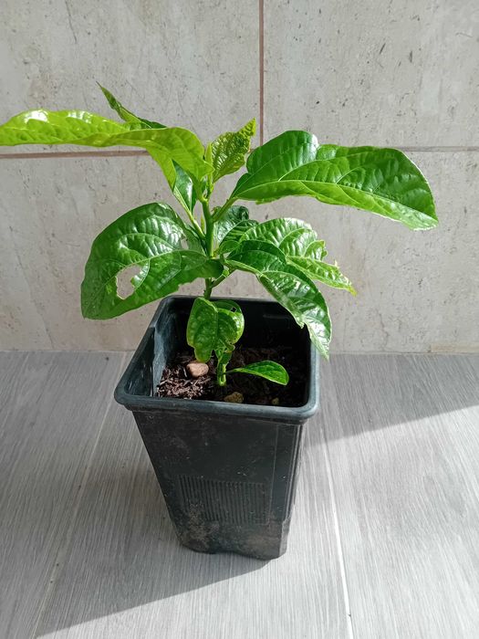 Maracuja' roxo Passiflora Edulis