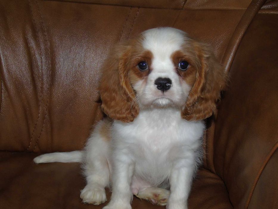 Cavalier King Charles Spaniel chłopiec