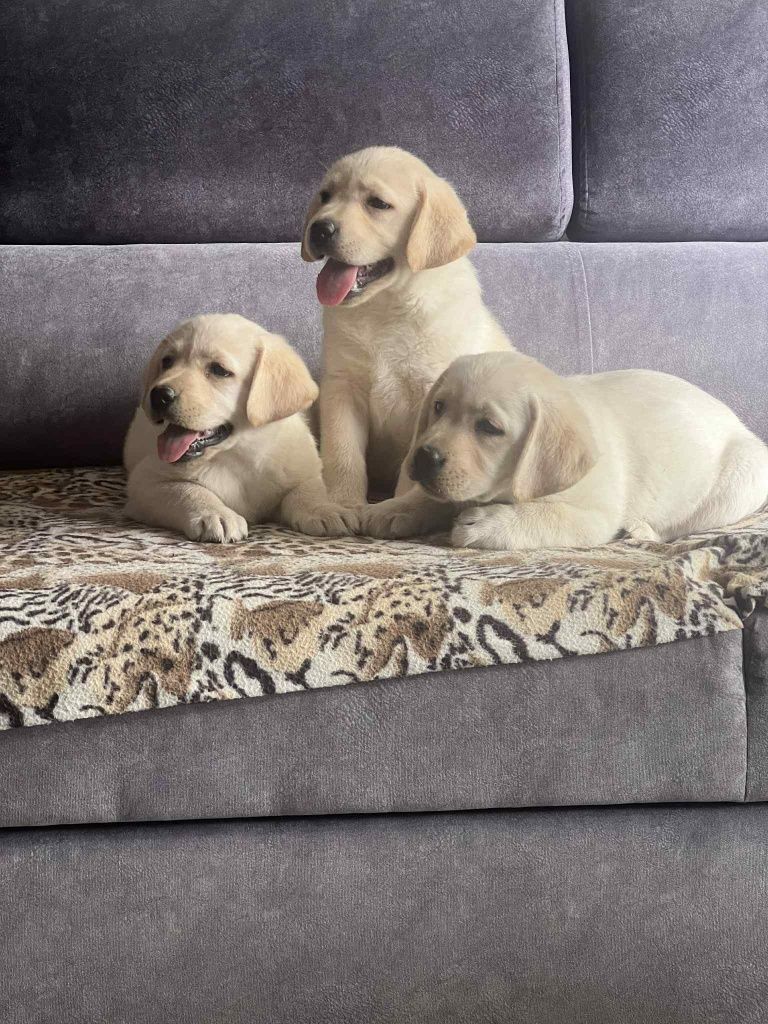 Labrador śliczny szczeniak