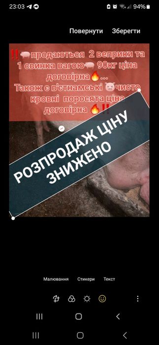 Продам свинята на м'ясо та вєтнамські