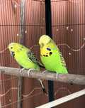 Casal de periquitos ingleses