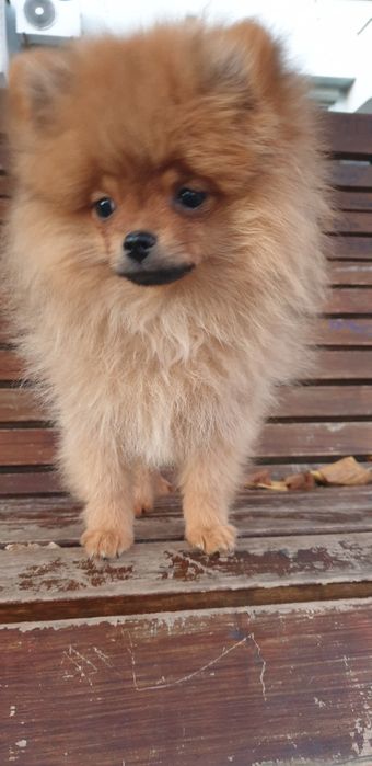 Шпіц мішутка хлопчик.