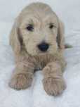 Goldendoodle F1 medium Piesek Gotowy do odbioru