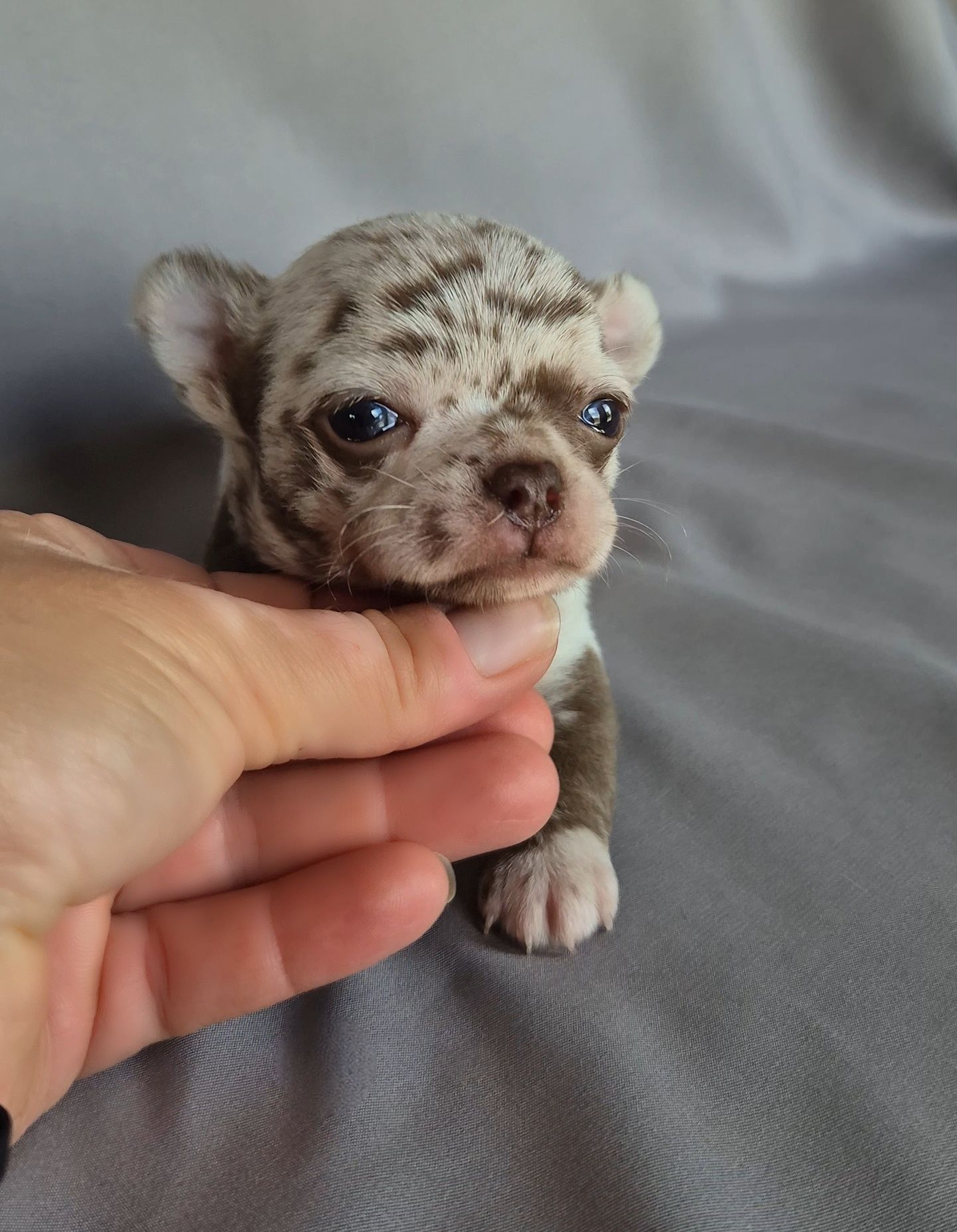 Choco merle przepiękny chłopczyk chihuahua