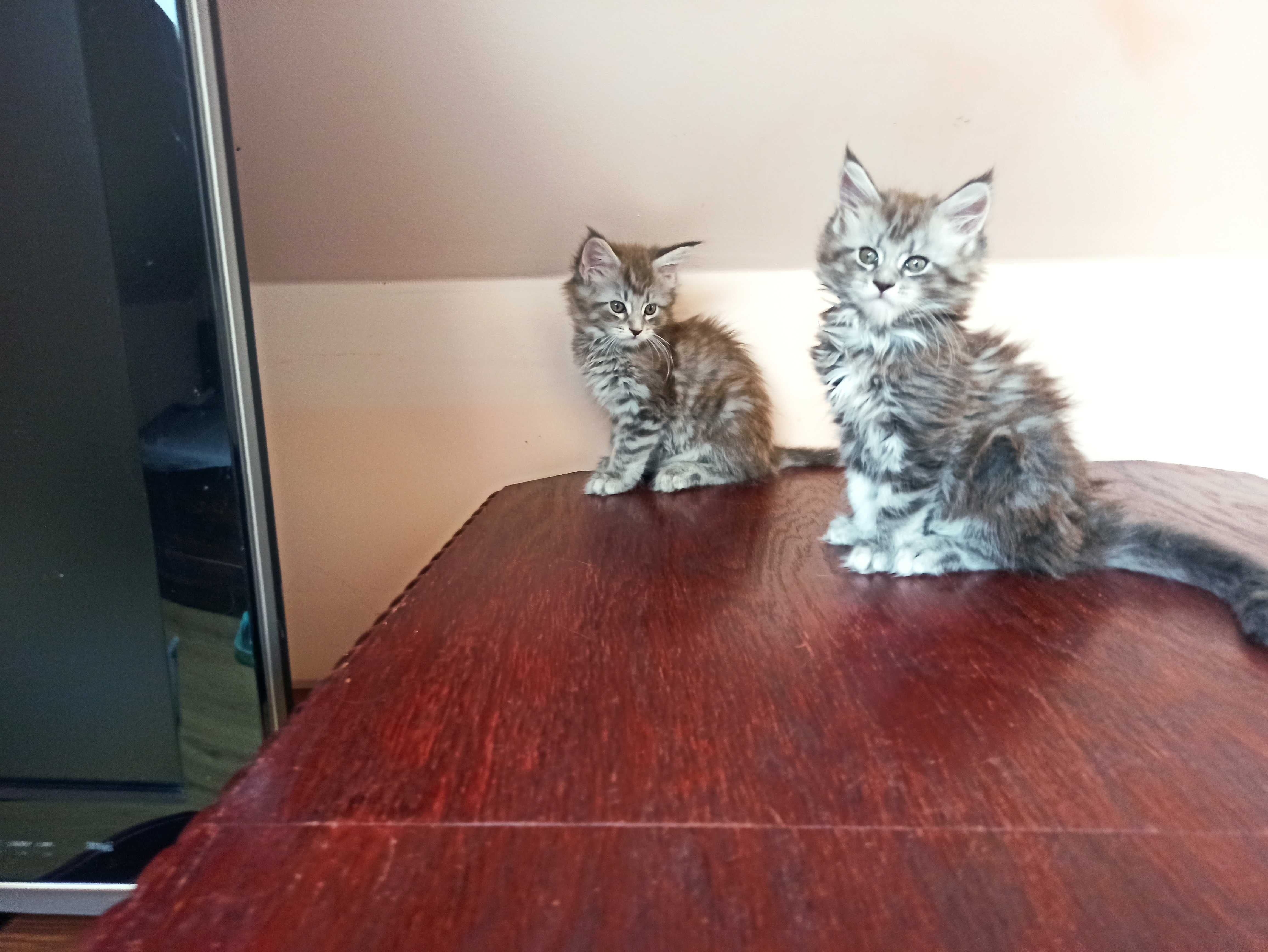 Maine Coon- Niebieska srebrzysta koteczka