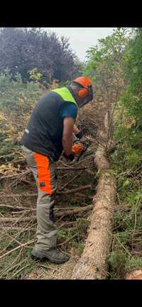 rębak oraz karczowanie terenów i fachowa wycinka drzew