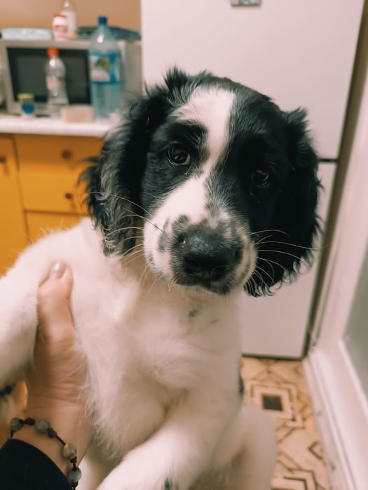 Кокер - спаніель