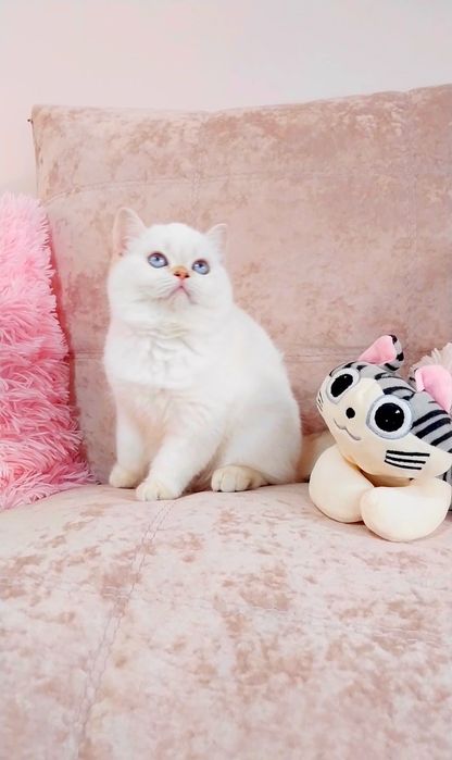 Надзвичайно ніжна і ручна дівчинка шиншилка