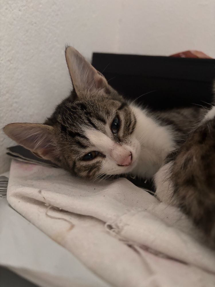 Gatinhas para dar
