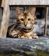 Kot Kocur bengalski złoty brąz rodowód
