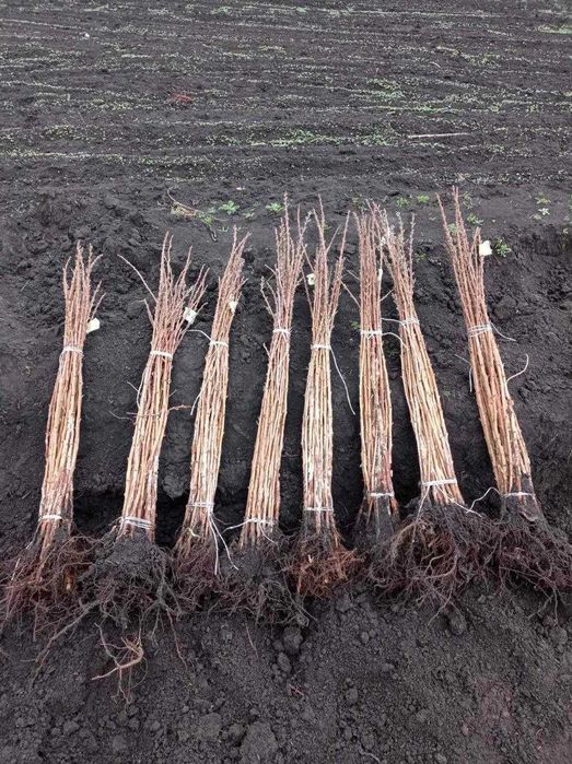 Саджанці Полуниці Розсада Малини Плодові дерева Саженцы Клубники