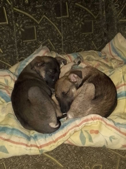 Віддам цуценя цуциків отдам щенят щенков щенка