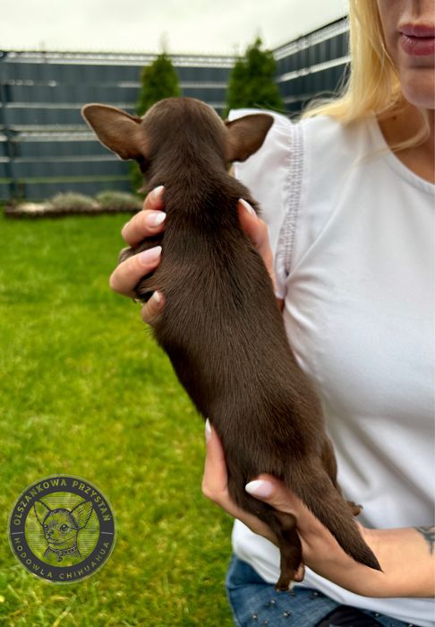 Chihuahua suczka czekoladowa