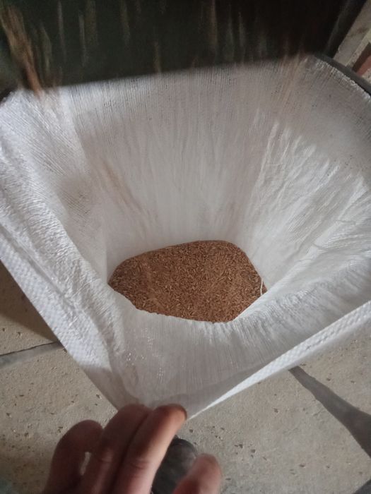 Obłuszczanie zboża orkisz samopsza płaskurka