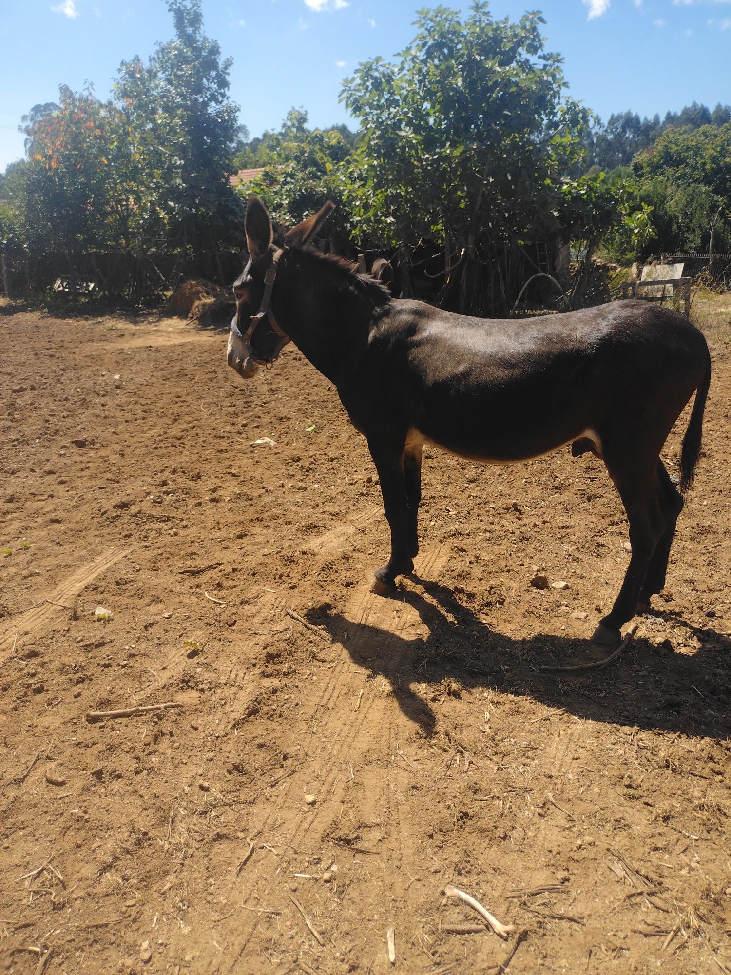 Macho burro inteiro