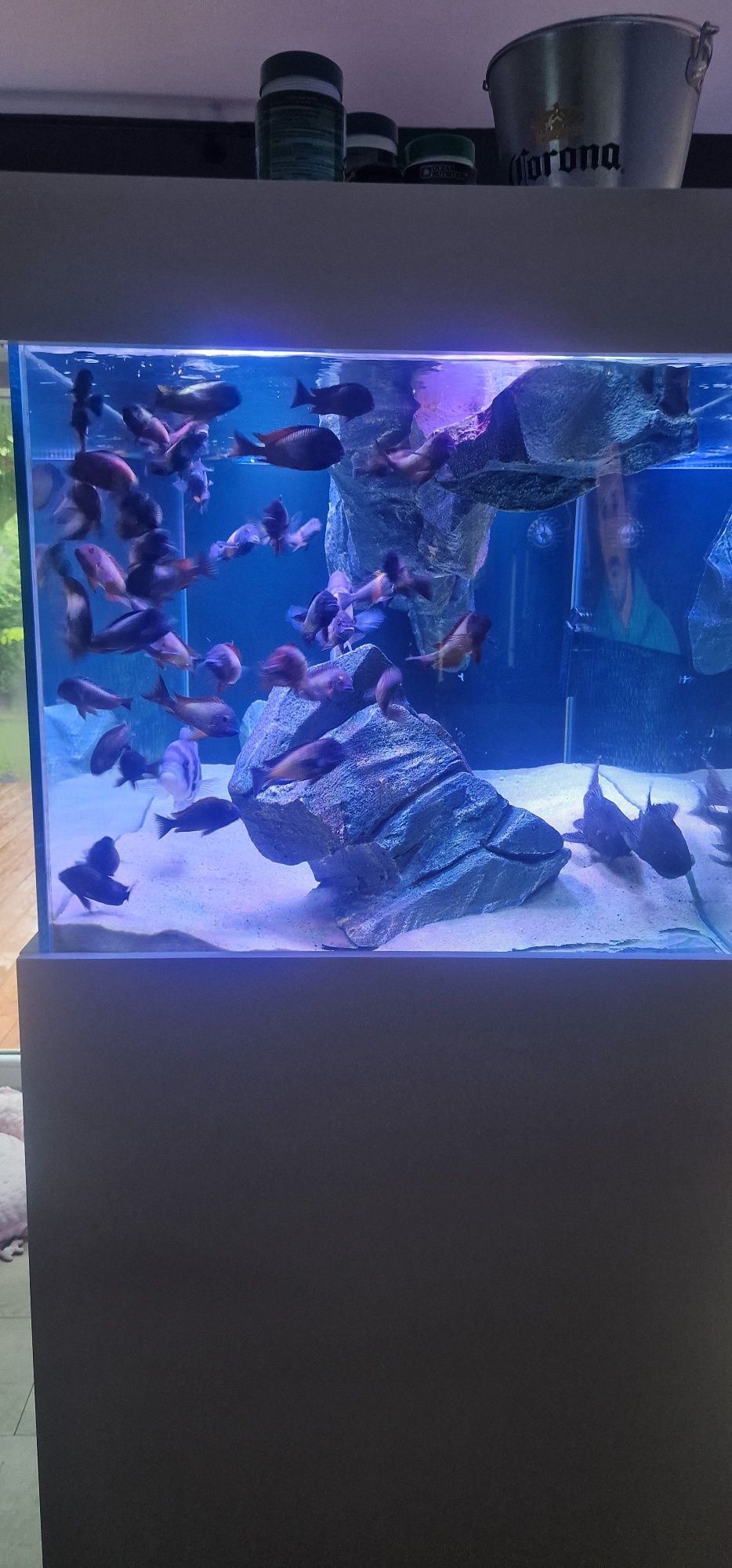 Akwarium 150x80x70 opti 12mm plus sump tropheusy frontosa