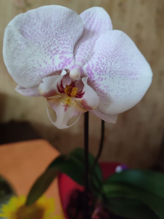Орхидея Aalborg  домашняя.