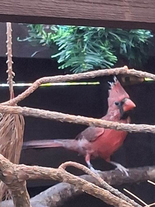 Sprzedam Kardynał Szkarłatny