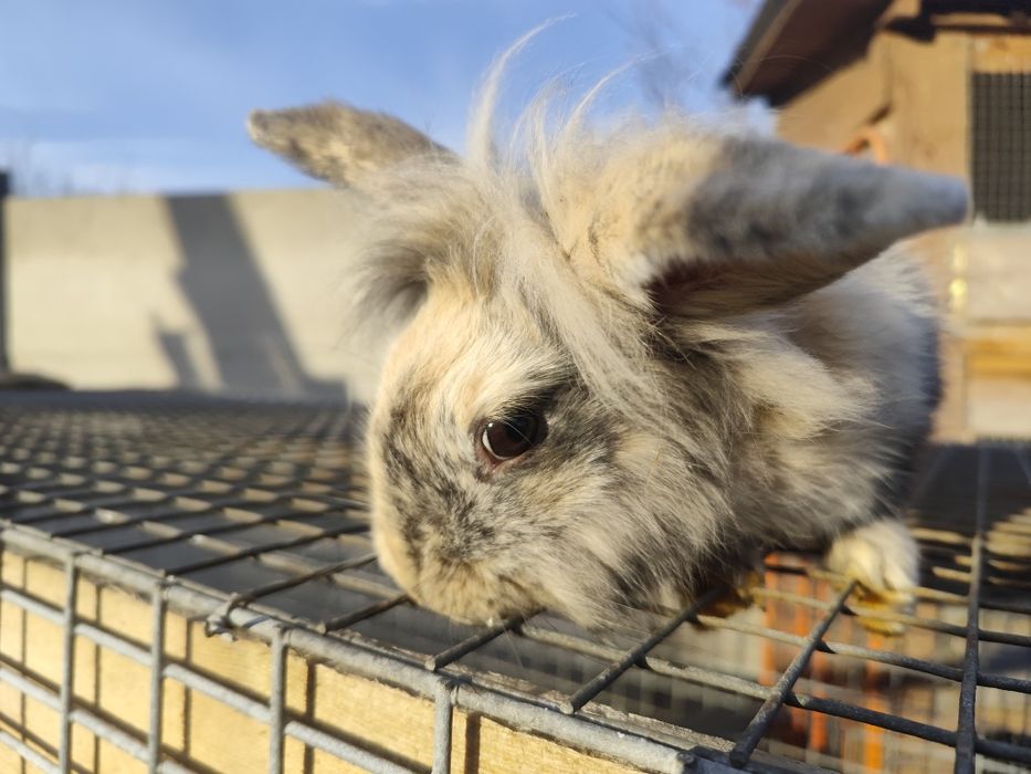 Sprzedam samiczkę królika miniaturkę