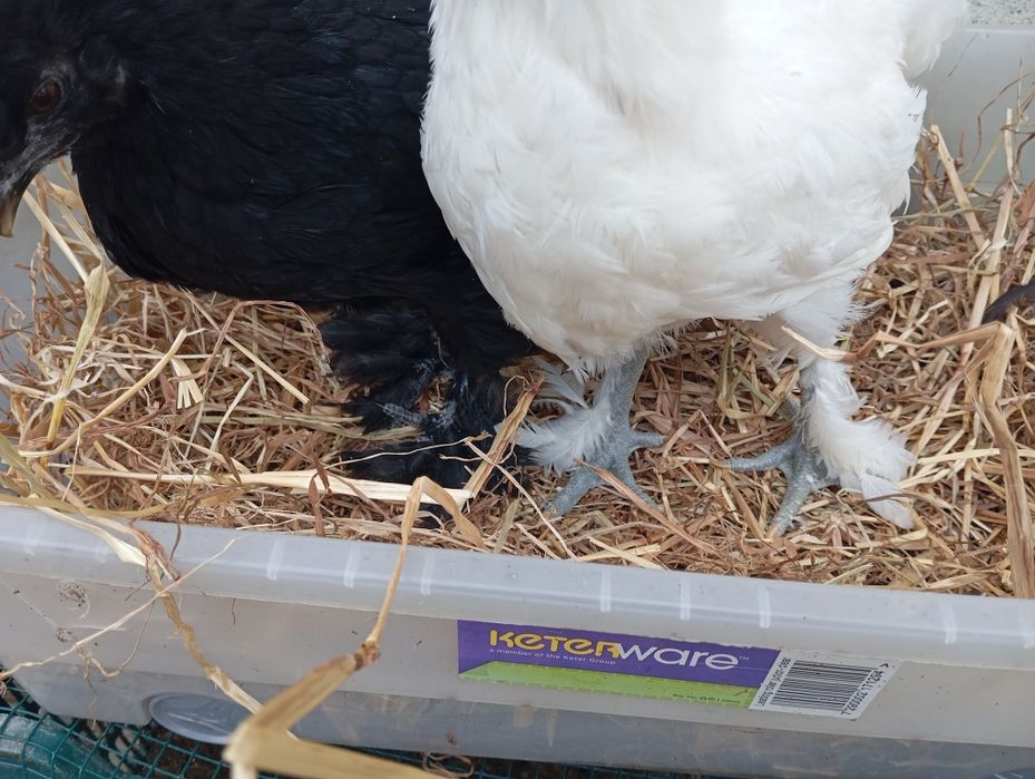 Casal de galinhas - Brahma lusitana