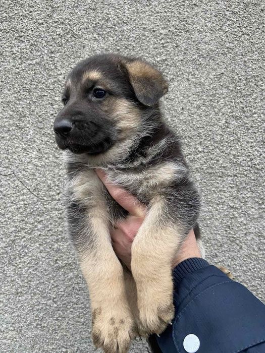 Продаються цуценята німецької вівчарки.