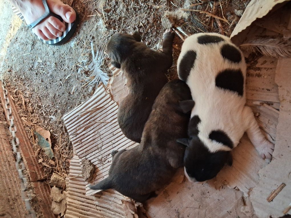 Cães para adoção