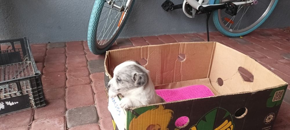 Oddam za darmo szczeniaki