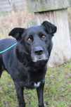 604313 Grafen do adopcji