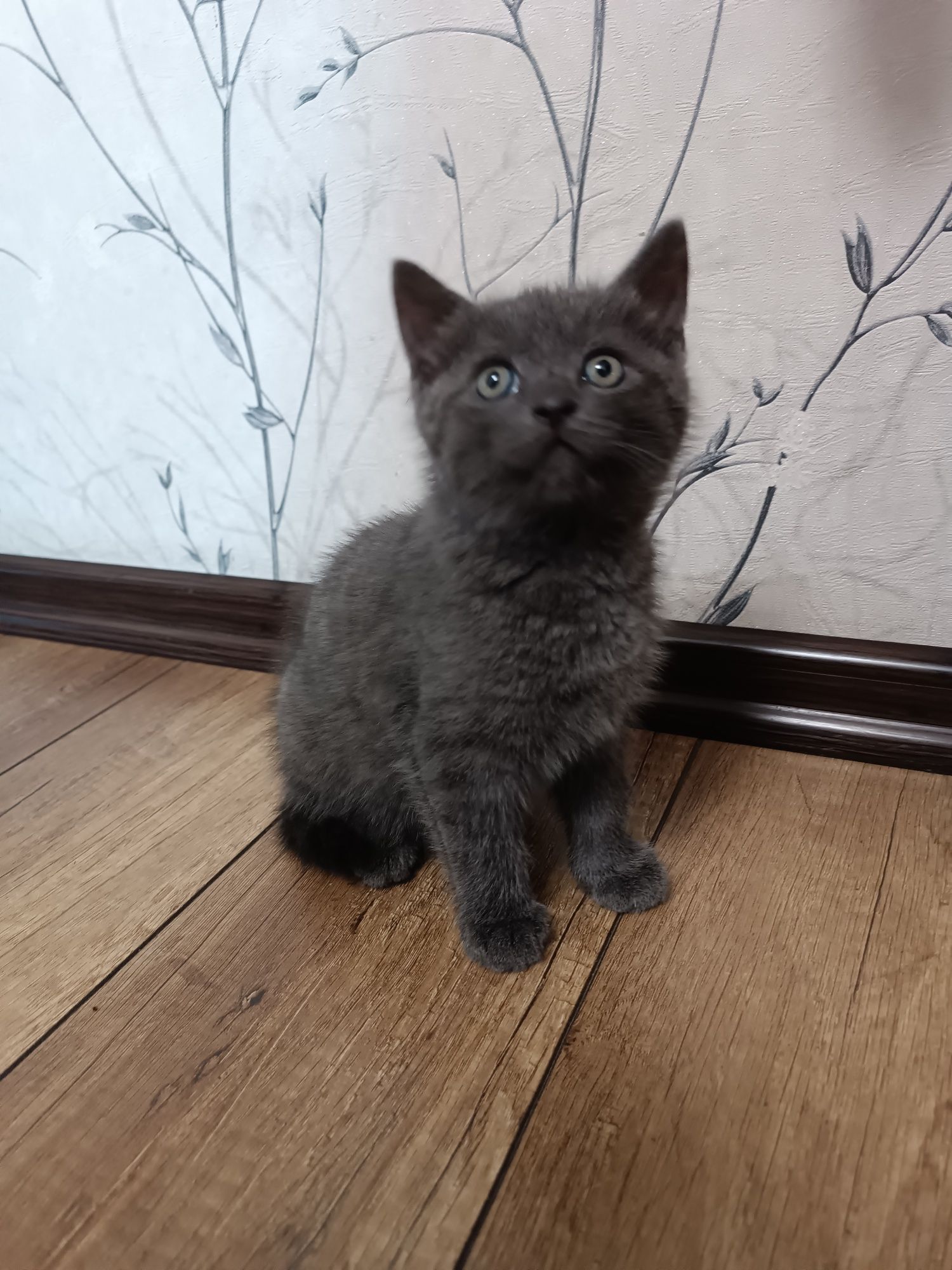 Кошения 1.5 місяці дічинка