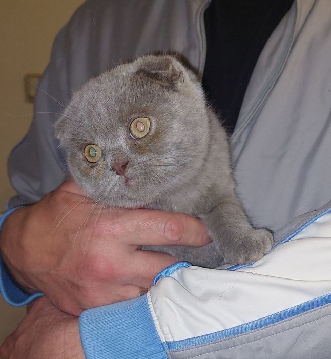 Шотландский вислоухий котёнок Мальчик.