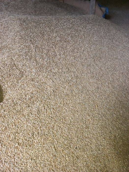 Sprzedam zboże jęczmień, owies