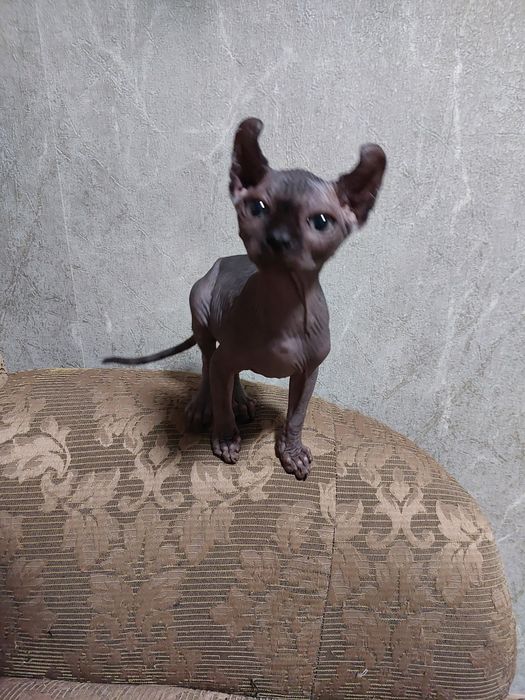 Чёрный мальчик ельф резиночка.Находится в Николаеве.