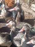 Patos mudos caseiros