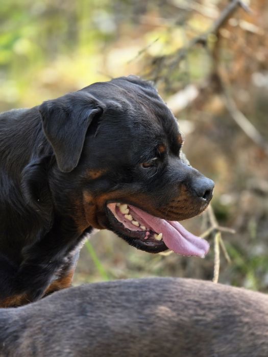 Rottweiler za darmo