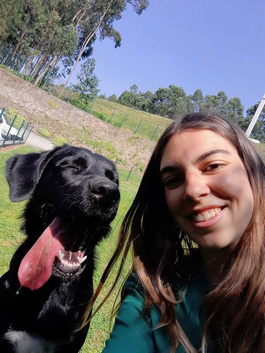 AVALIAÇÃO GRÁTIS!- Treino de cães e Comportamento Canino