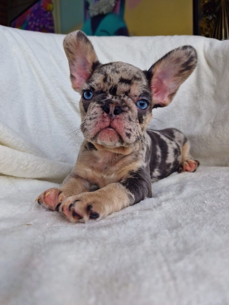 Buldog Francuski- Piesek  Blue Merle Tan